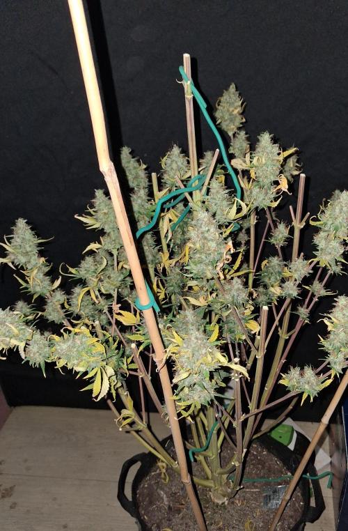 Love growing weed. Week 10