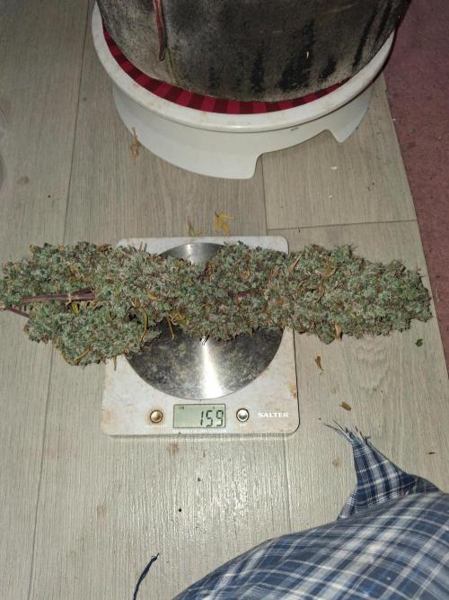 Love growing weed. Week 10