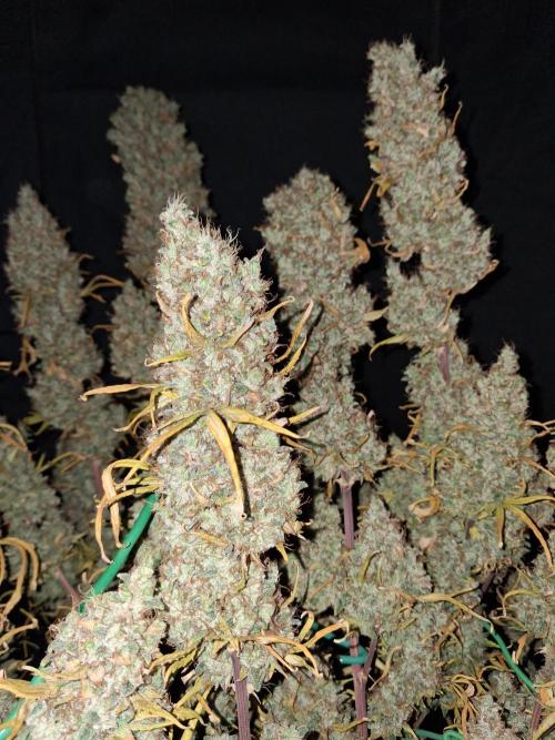 Love growing weed. Week 10