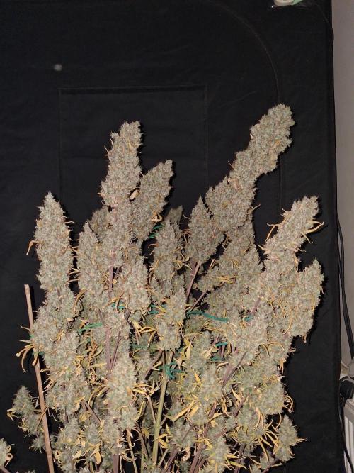 Love growing weed. Week 10