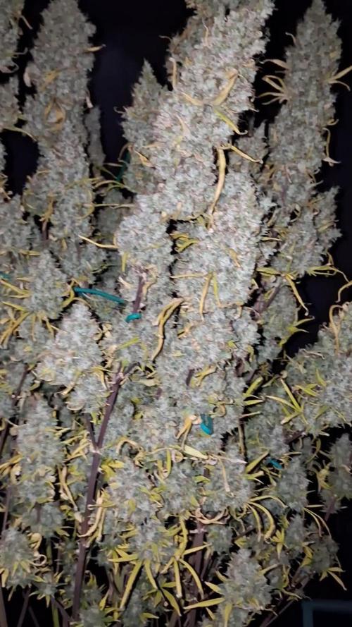 Love growing weed
