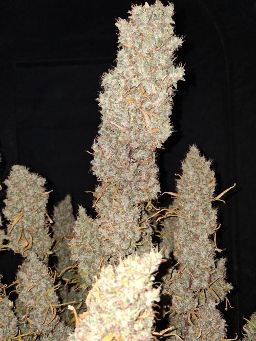 Love growing weed. Week 10