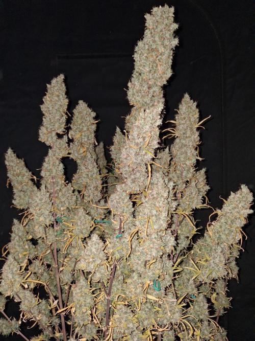 Love growing weed. Week 10