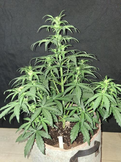 Love growing weed. Week 3