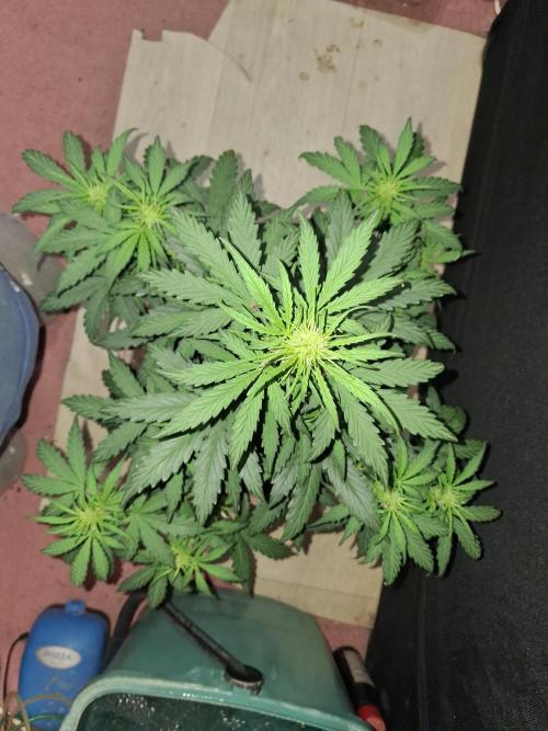 Love growing weed. Week 3
