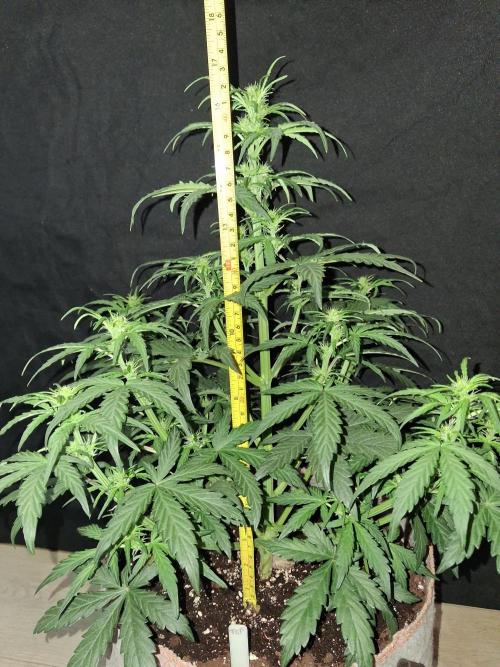 Love growing weed. Week 3