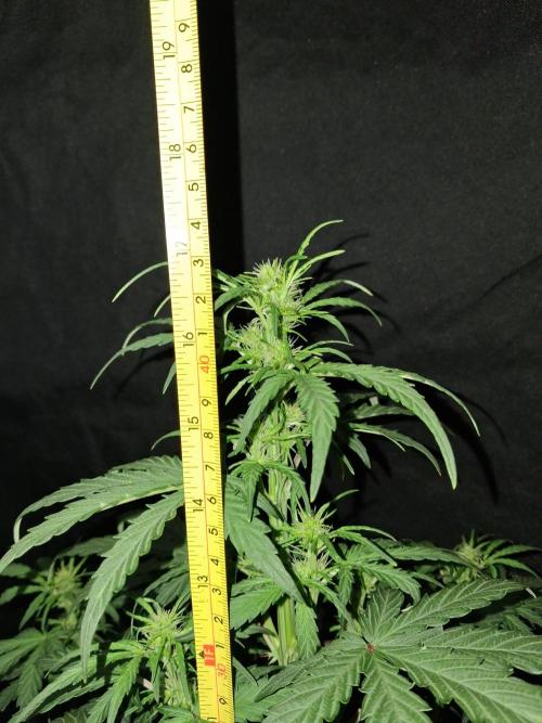 Love growing weed. Week 3