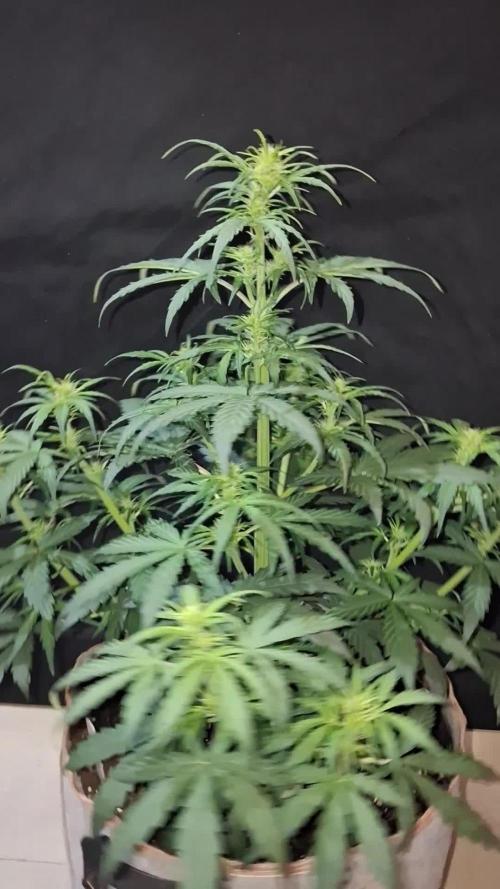 Love growing weed