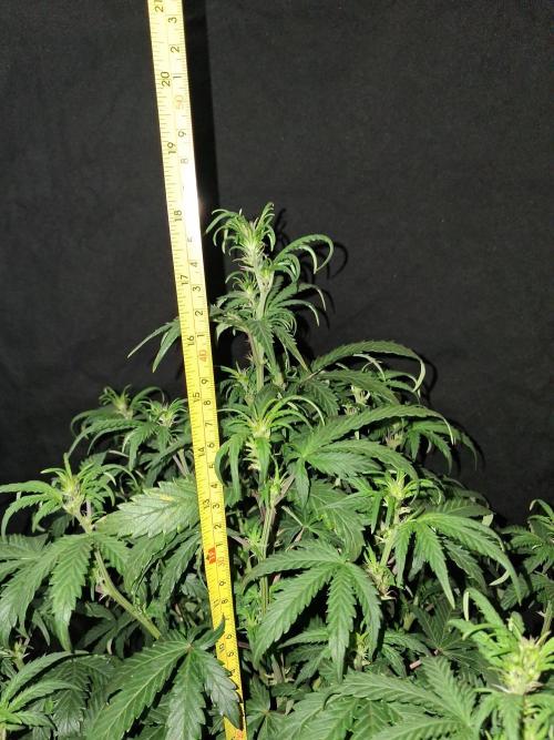Love growing weed. Week 4