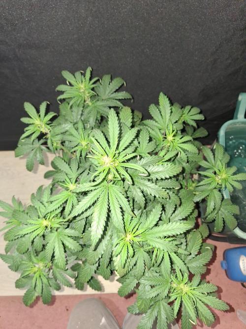Love growing weed. Week 4