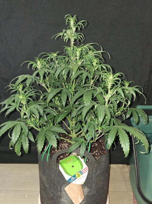 Love growing weed. Week 4