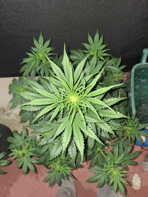 Love growing weed. Week 4