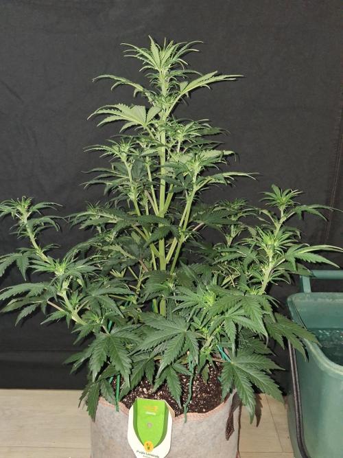 Love growing weed. Week 4