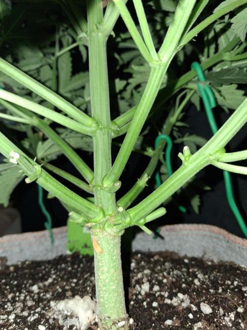 Love growing weed. Week 4