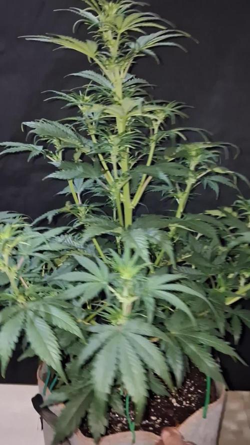 Love growing weed