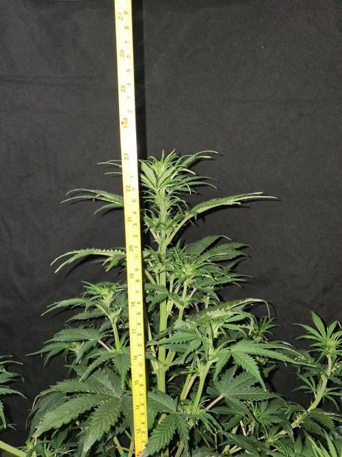 Love growing weed. Week 4