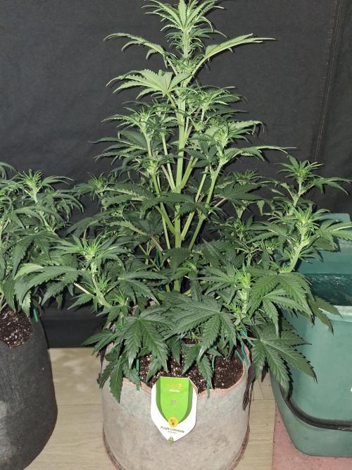 Love growing weed. Week 4