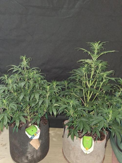 Love growing weed. Week 4