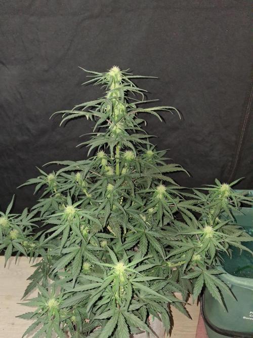 Love growing weed. Week 4