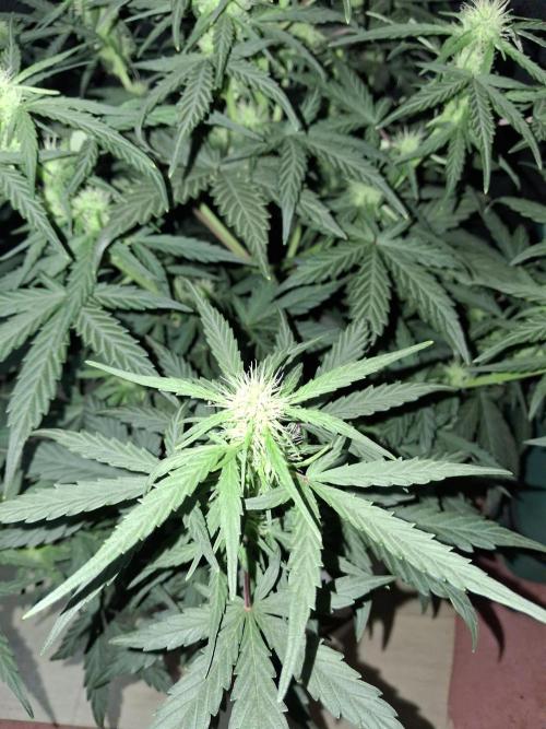 Love growing weed. Week 4