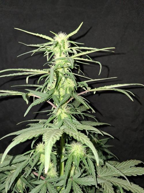 Love growing weed. Week 4
