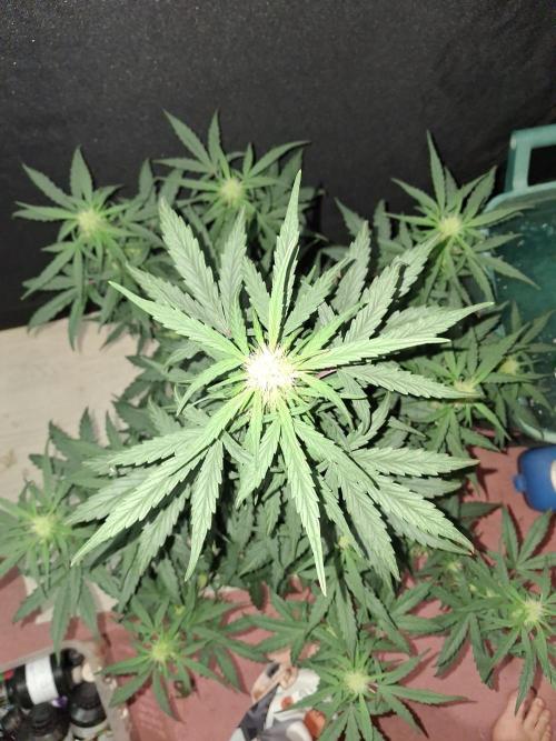 Love growing weed. Week 4