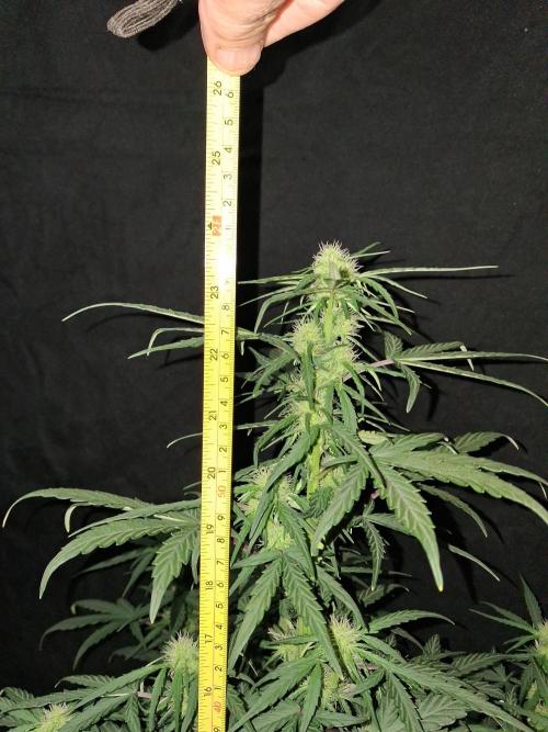 Love growing weed. Week 4