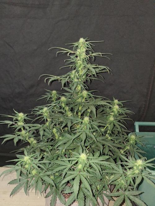 Love growing weed. Week 4