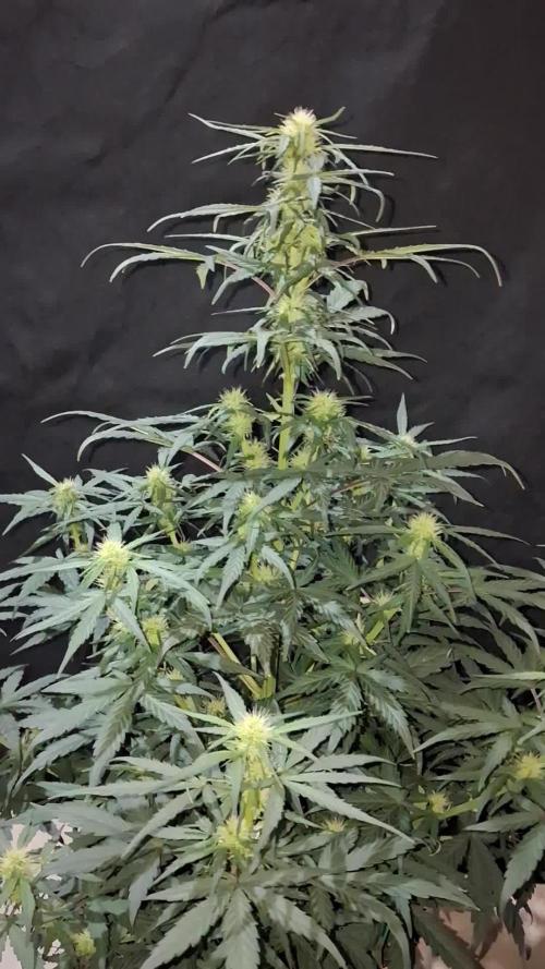Love growing weed
