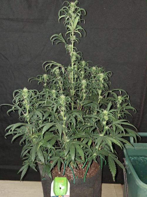 Love growing weed. Week 5