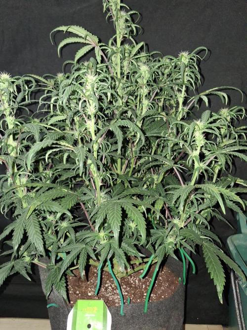 Love growing weed. Week 5