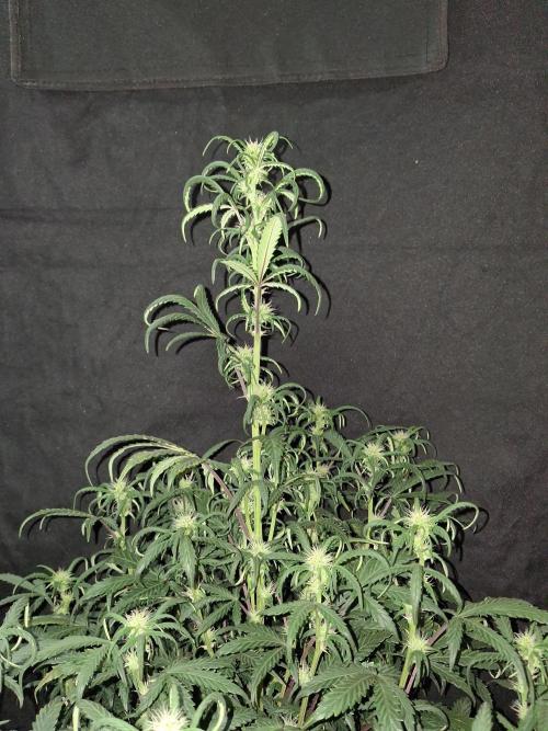 Love growing weed. Week 5
