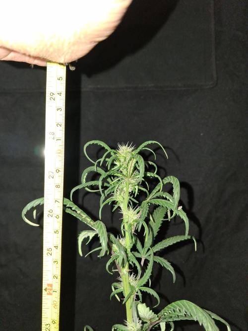 Love growing weed. Week 5