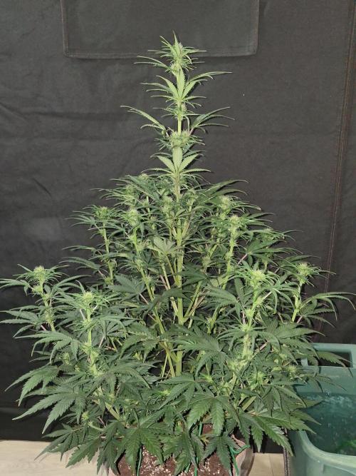 Love growing weed. Week 5