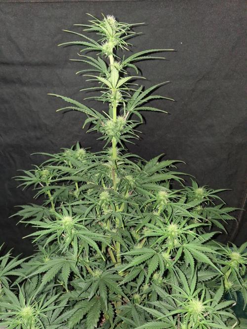 Love growing weed. Week 5