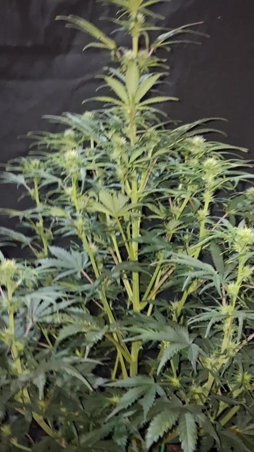 Love growing weed