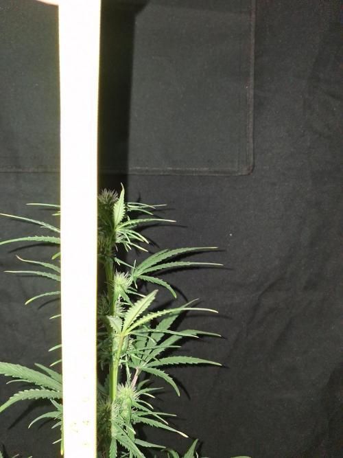 Love growing weed. Week 5