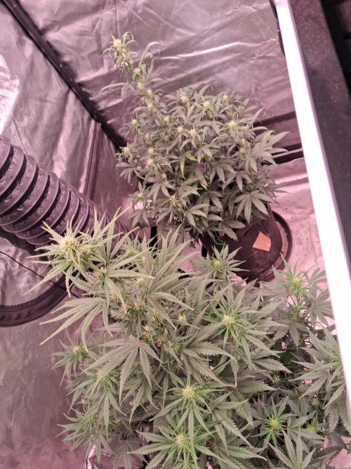 Love growing weed. Week 5