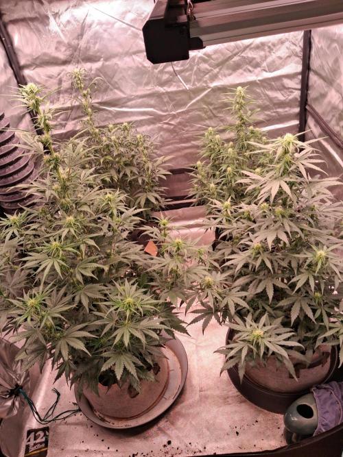 Love growing weed. Week 5