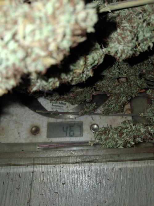 429g autoflower. Week 10