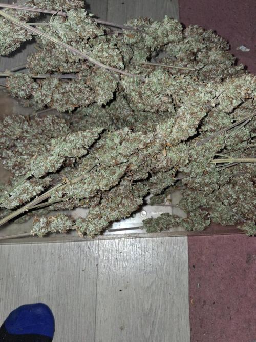 429g autoflower. Week 10
