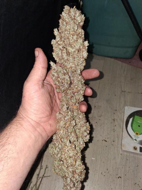 429g autoflower. Week 10