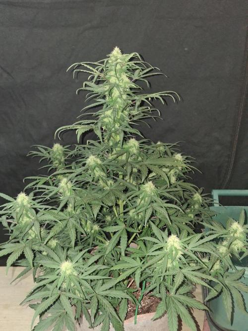Love growing weed. Week 5