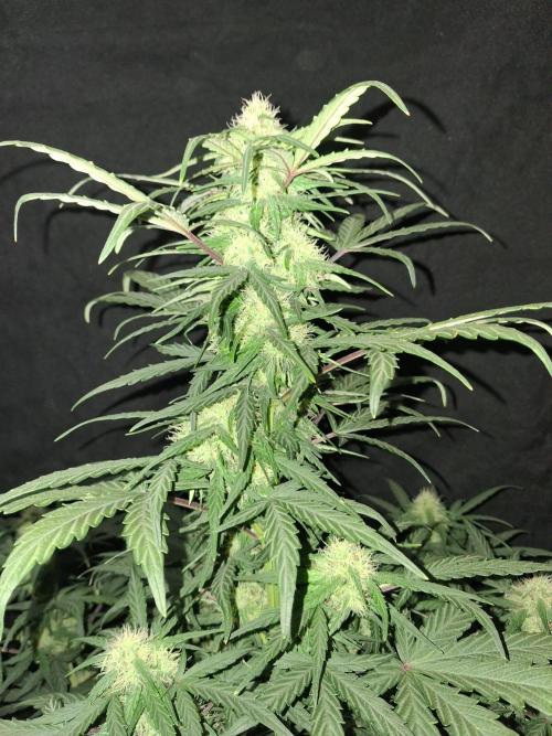 Love growing weed. Week 5