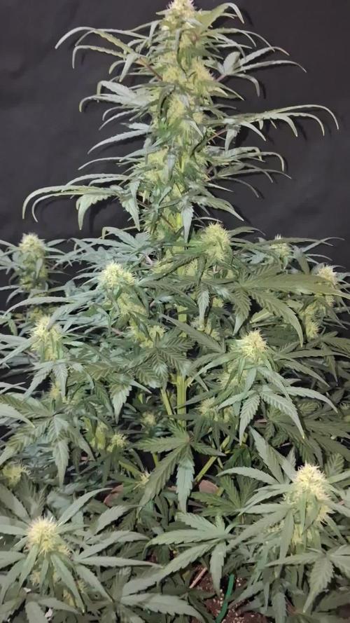 Love growing weed