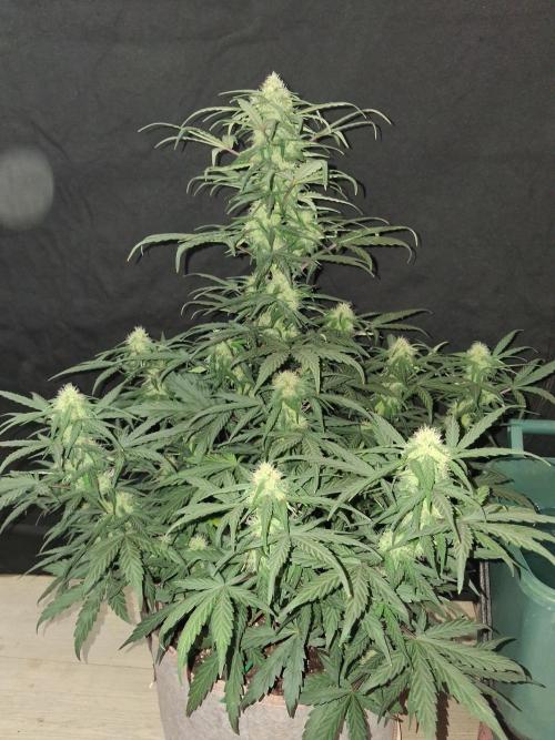 Love growing weed. Week 5