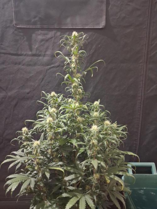 Love growing weed. Week 6