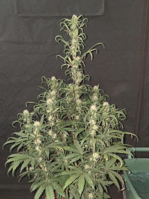 Love growing weed. Week 6