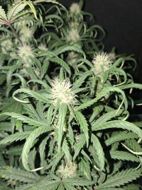Love growing weed. Week 6