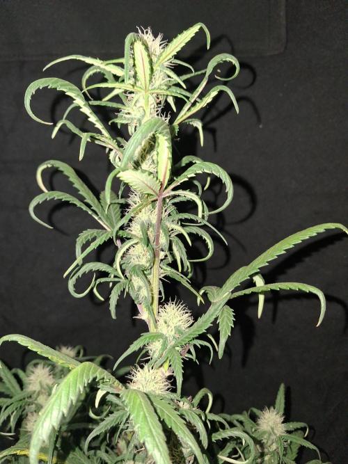 Love growing weed. Week 6